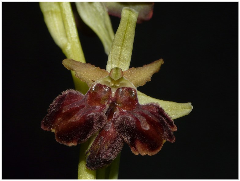 Lusus di Ophrys sphegodes